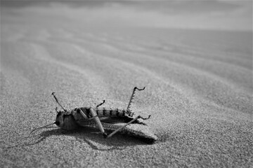 A solitary dead locust lies dead on the sandy surface of a vast desert of La Guajira, Colombia, evoking the essence of isolation and resilience in a stark, monochromatic lanscape.