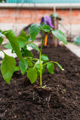 Seedlings, preparation for planting in the garden