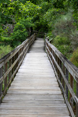 Wooden Staircase Pathway in Lush Greenery