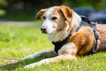 Satisfied adopted mongrel dog in park. Red and white mixed breed rescue dog. 
