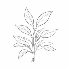 Line art depicts a small plant with pointed leaves rendered in simple black lines against a white background