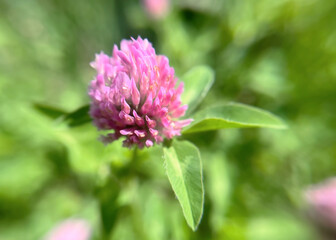 Fototapeta premium Close-up shot of a blooming red clover flower in a field