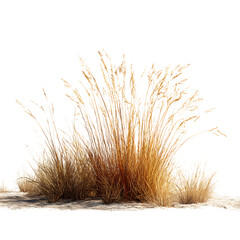 Desert grass png