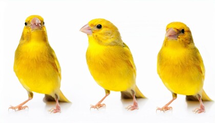Naklejka premium Three yellow canaries on white background
