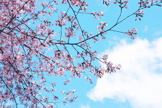 Pink cherry blossoms against a clear blue sky
