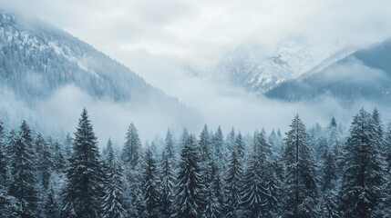 Obraz premium A snowy mountain range is shrouded in fog above a dense evergreen forest