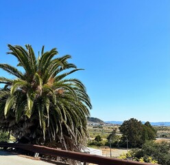 lush date palm tree with hills in the background - driving in california, vacation vibes