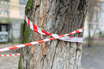 Close-up of a tree trunk with red and white caution tape wrapped around, situated outdoors in an...