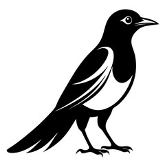 Obraz premium bird vector illustration