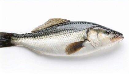 Whole fish on white background