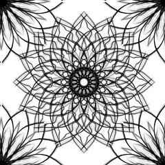 black and white spider