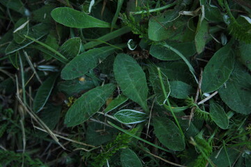 leaves