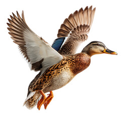 Obraz premium Flying duck png