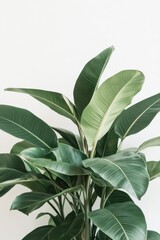 Obraz premium Tropical Foliage Serenity: A lush, verdant banana plant displays its expansive green leaves against a backdrop of clean, natural light, evoking a sense of calm and serenity.