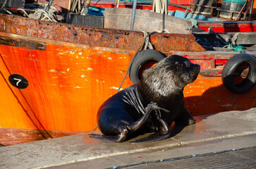 Lobo marino