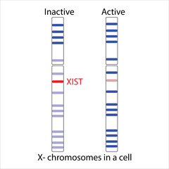 X-Chromosome Inactivation Active vs. Inactive X Chromosomes