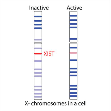 X-Chromosome Inactivation Active vs. Inactive X Chromosomes
