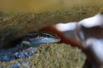 Skink Resting Under a Rock
