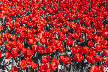 red tulips in the garden. the leaves and stems of the tulips are black and white