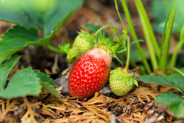 Ripening strawberries in a garden bed