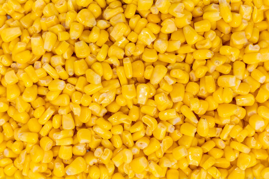Close up of vibrant yellow corn texture