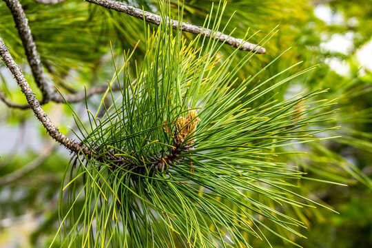branch of a pine