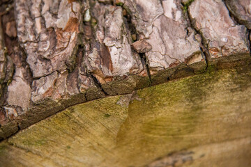 bark of a tree