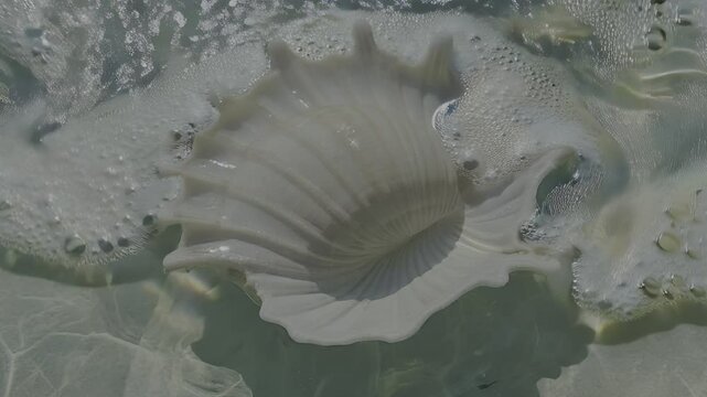 a shell in the sea water