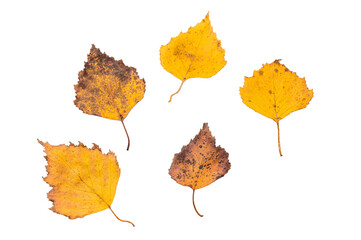 Close up Red and yellow autumn tree leaves isolated on white background