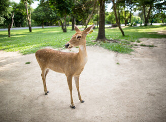 Siamese Eld's deer in the park