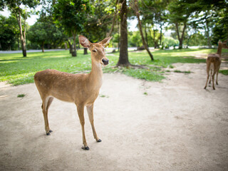 Siamese Eld's deer in the park