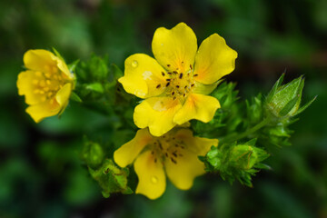 Yellow flowers