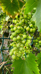 Green bunch of ripening grapes, close-up