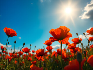 Obraz premium Field of corn red poppy flowers against a blue sky. Romantic view of a vibrant wild blooming red poppies in the sun light.
