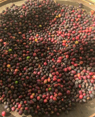 Fresh coffee beans resting in a sieve, ready for roasting. The natural texture and earthy tones highlight the artisanal process behind every cup of coffee.