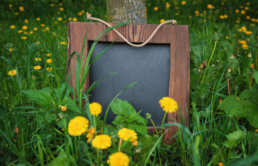 Rustic wooden empty chalkboard leans on tree in green grass and dandelion flowers