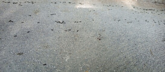 Ants Marching Across Textured Asphalt Surface
