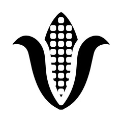 Ear of Maize