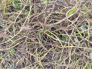 Dense Network of Tangled Green and Brown Vines