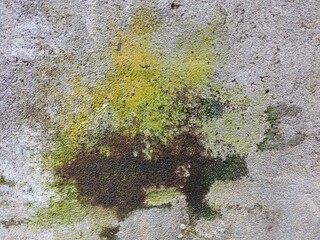 Green and Black Mold Fungus on Concrete Wall
