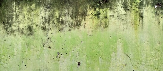Green Moss and Grime on Old Concrete Wall
