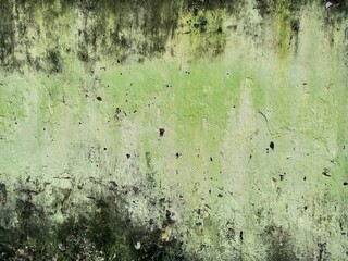 Green Moss and Grime on Old Concrete Wall