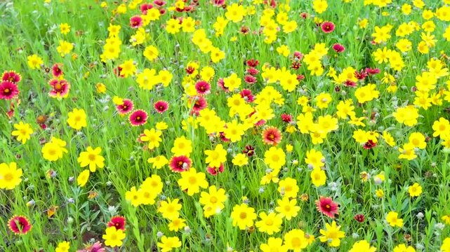 Meadow Filled With a Variety of Colorful WIldflowers Near The Folsom Historical Site, Caprock Canyon State Park, Texas, USA
