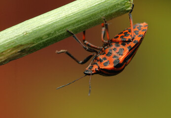 Graphosoma insect on a stick
