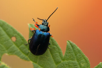 Agelastica alni insect on a leaf