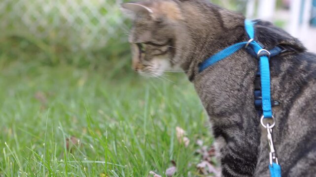 Indoor cat on parole experiencing the outdoors 4k
