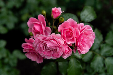 pink shrub rose cluster after summer rain