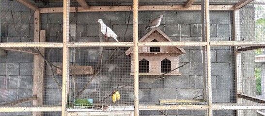 Pair of Doves Inside a Homemade Wooden Aviary