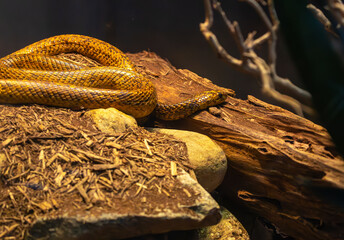 Speckled Cape Cobra winding in a zoo herpetarium on a wooded log. Native to Southern Africa and...