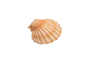 sea shell isolated on white